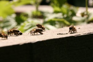 Nahaufnahme meiner Bienen